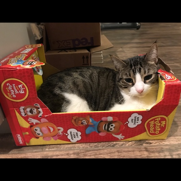 Meet your Posher, Joy - Picture 2 of 8